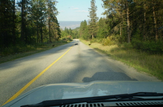 Bear cubs crossing Green Mountain Road on return from Sheep Rock 2009-08.